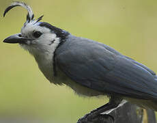 White-throated Magpie-Jay