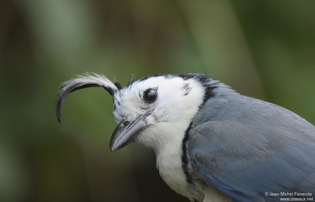 White-throated Magpie-Jay