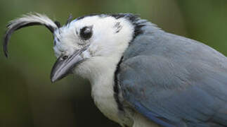 White-throated Magpie-Jay