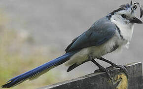 White-throated Magpie-Jay