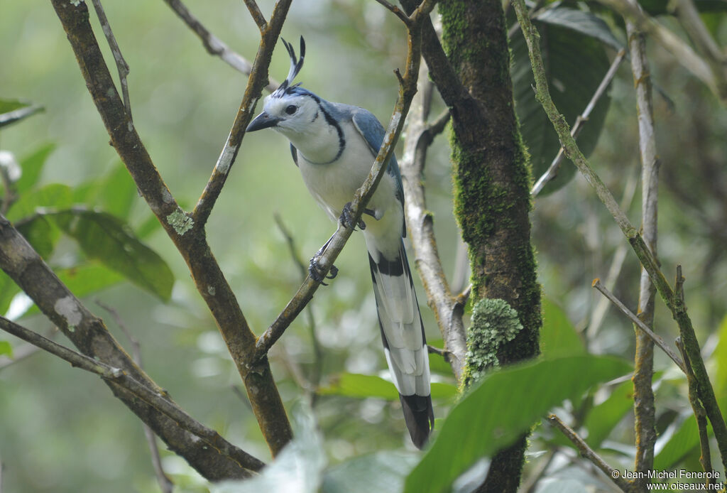 White-throated Magpie-Jay