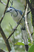 White-throated Magpie-Jay