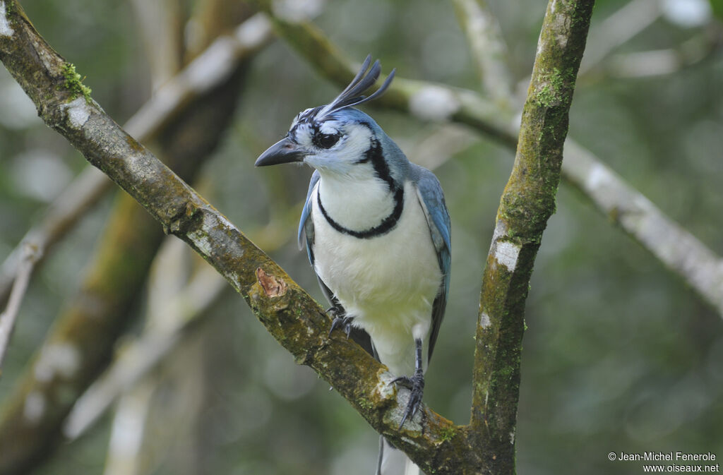 White-throated Magpie-Jay