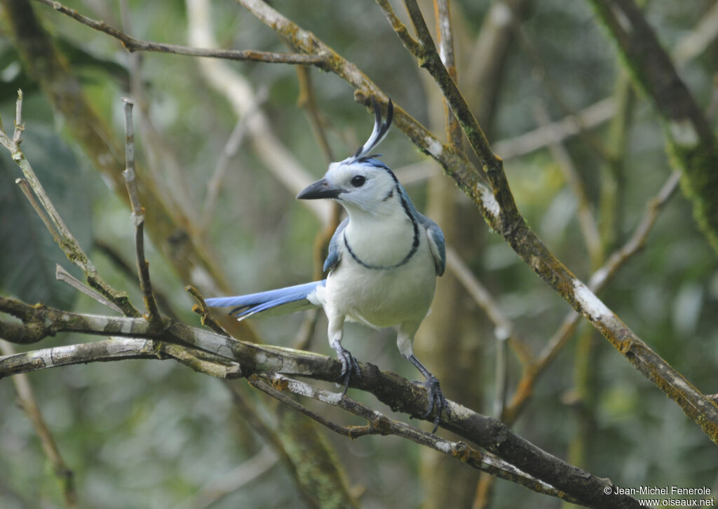 White-throated Magpie-Jay