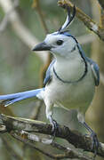 White-throated Magpie-Jay