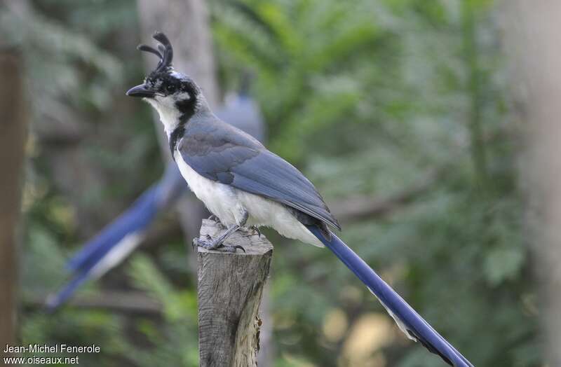 White-throated Magpie-Jay, identification