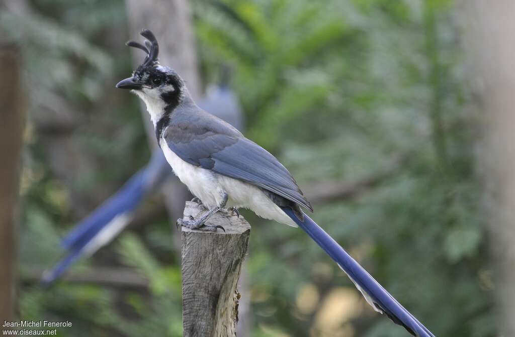 White-throated Magpie-Jay, identification