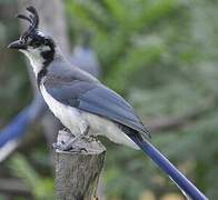 White-throated Magpie-Jay