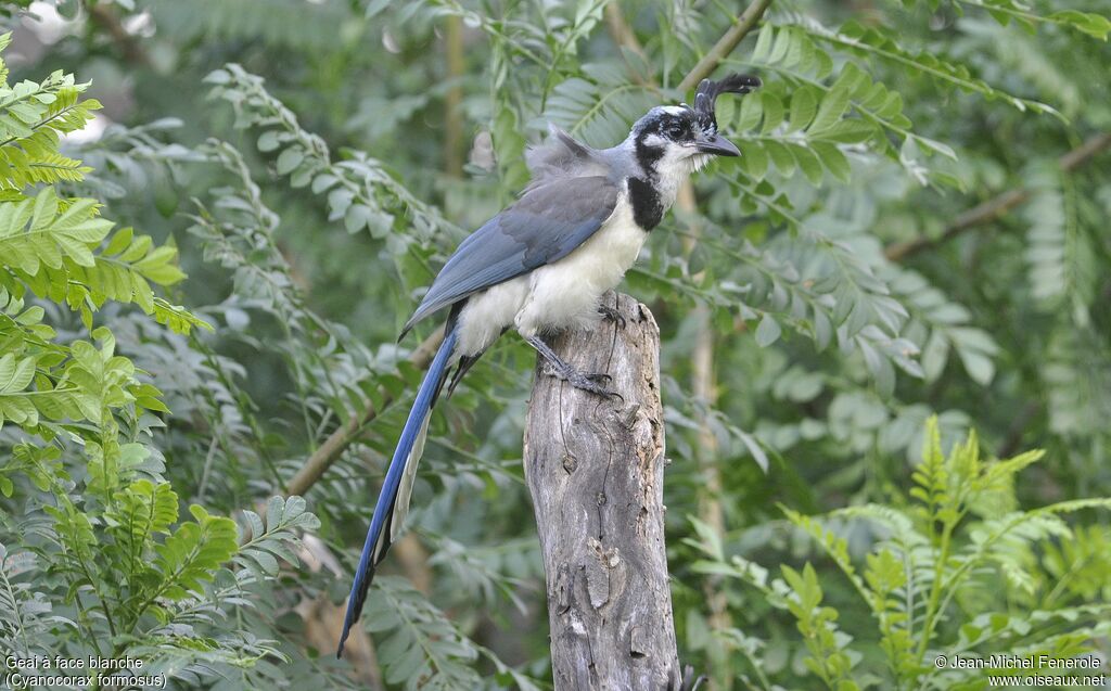 White-throated Magpie-Jay