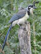 White-throated Magpie-Jay