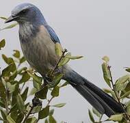 Florida Scrub Jay