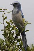 Florida Scrub Jay