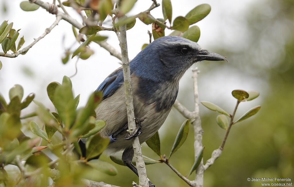 Florida Scrub Jay