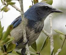 Florida Scrub Jay