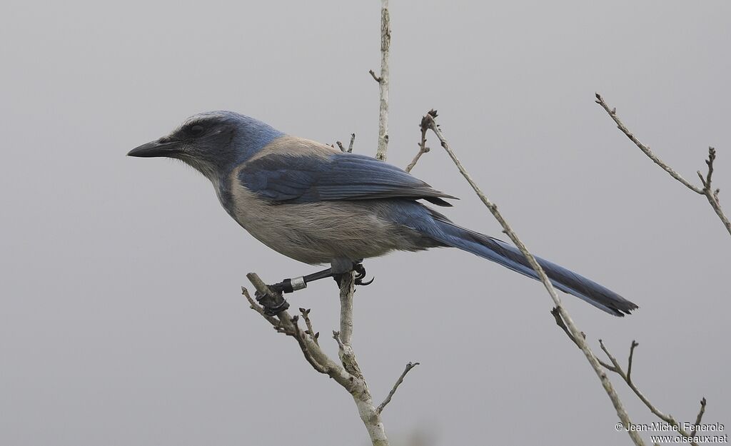 Florida Scrub Jayadult, identification