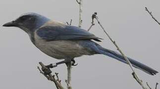 Florida Scrub Jay