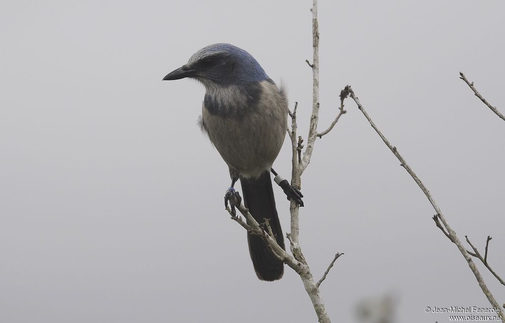 Florida Scrub Jay