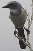 Florida Scrub Jay