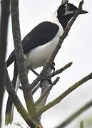 White-tailed Jay