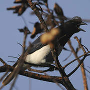 Curl-crested Jay