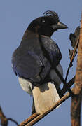 Curl-crested Jay