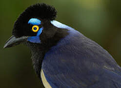 Plush-crested Jay