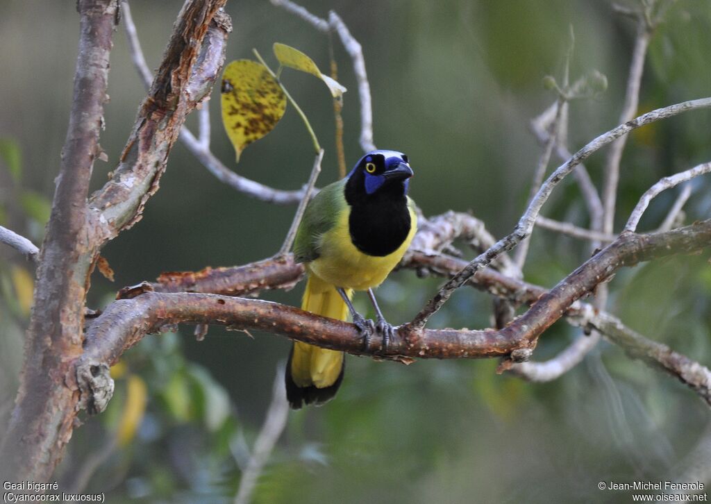 Green Jay