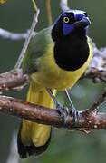 Green Jay