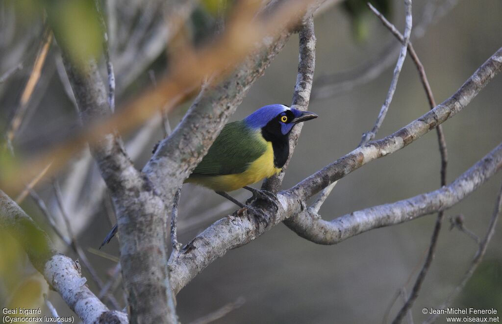 Green Jay