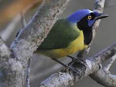 Green Jay