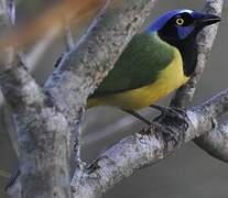 Green Jay