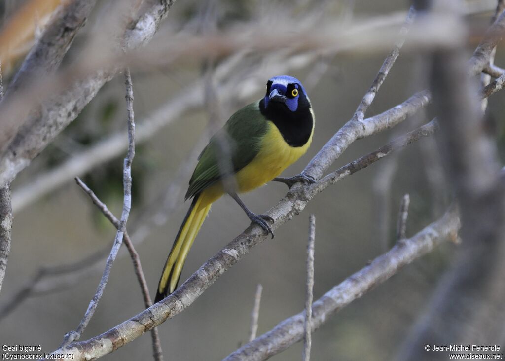 Green Jay