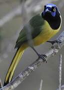 Green Jay