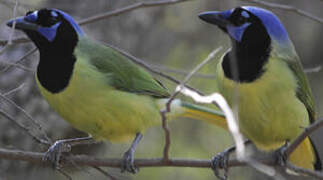 Green Jay