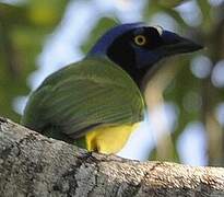 Green Jay