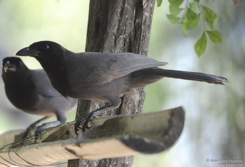 Purplish Jay