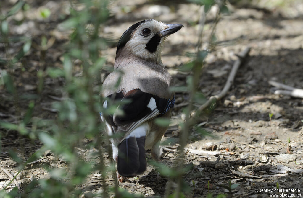 Eurasian Jay