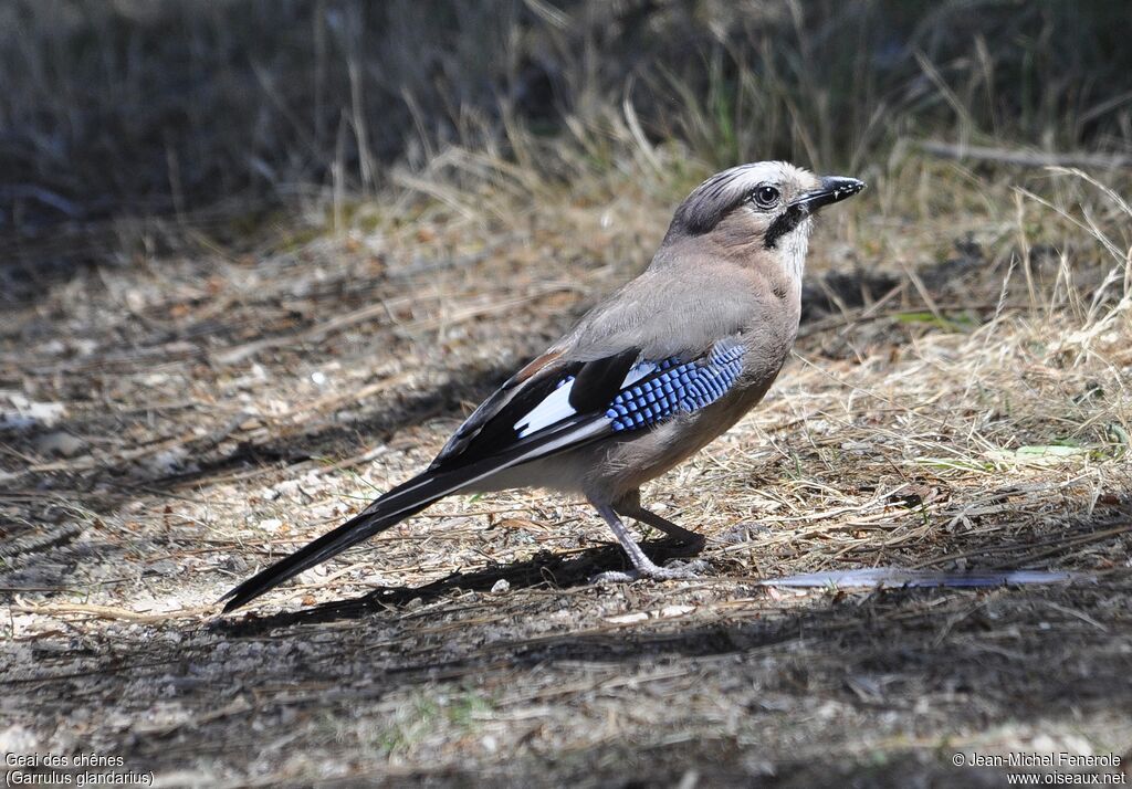 Eurasian Jay