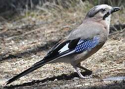 Eurasian Jay