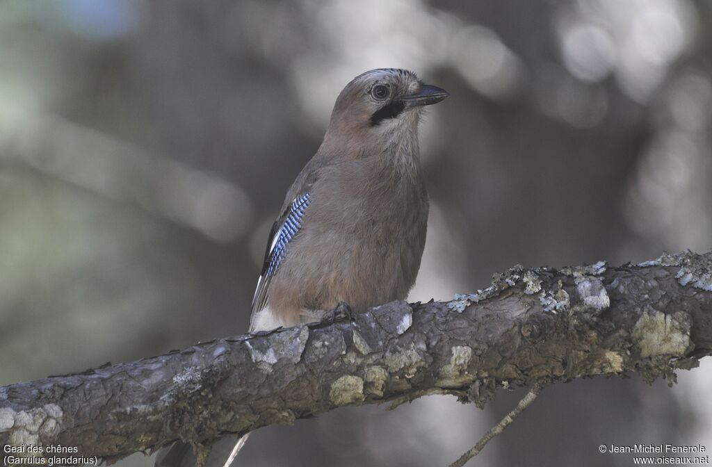 Eurasian Jay