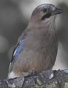 Eurasian Jay