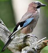 Eurasian Jay