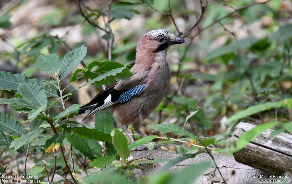 Eurasian Jay