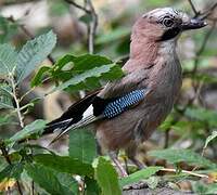 Eurasian Jay