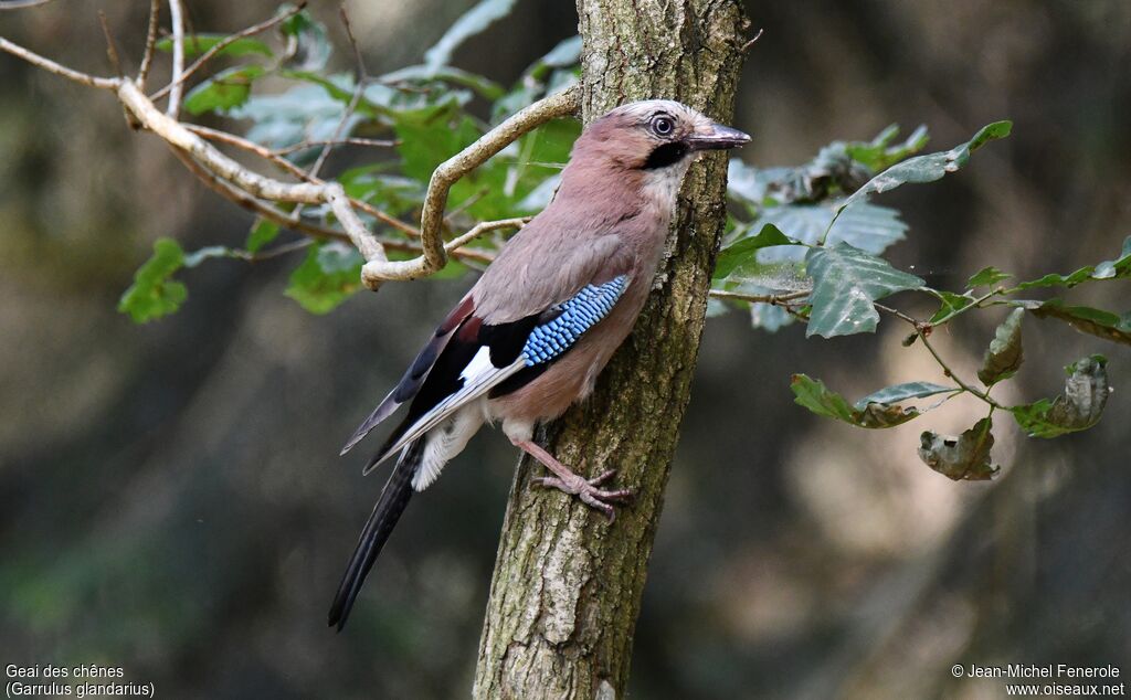 Eurasian Jay