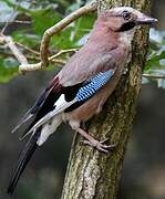 Eurasian Jay