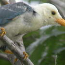 Geai du Yucatan