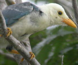 Geai du Yucatan