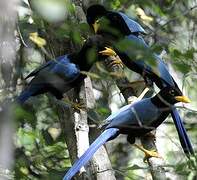 Yucatan Jay