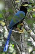 Yucatan Jay